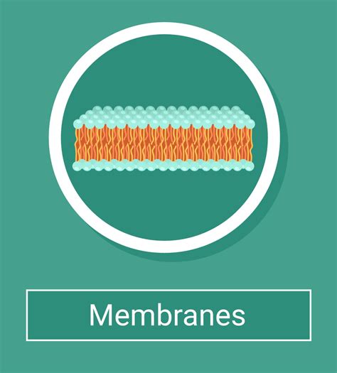 measuring cell membrane thickness|what factors affect membrane permeability.